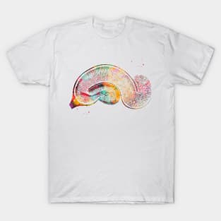 Brain Pyramidal Neurons T-Shirt